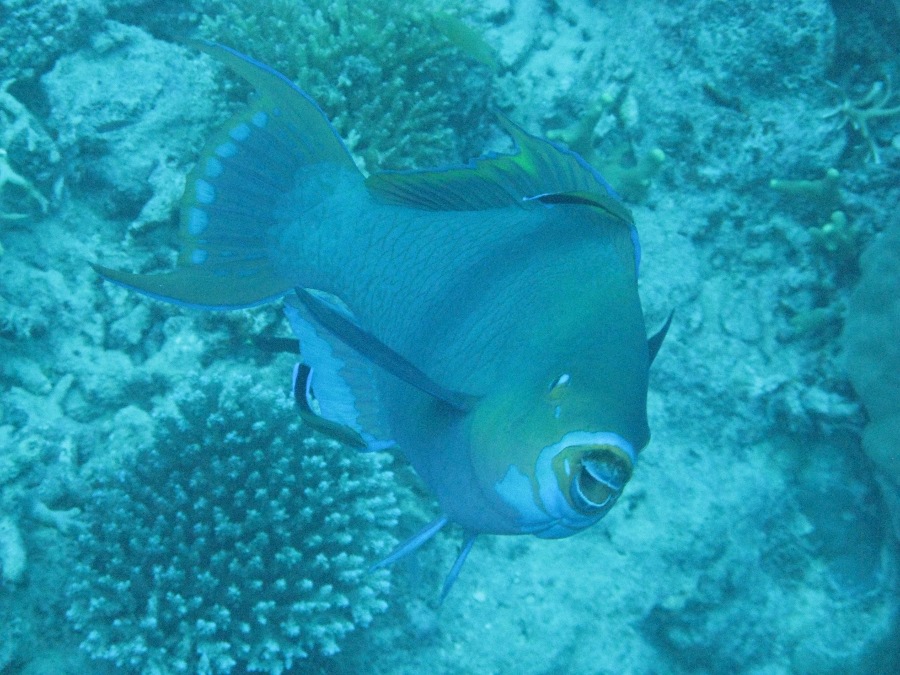 Dive Photos/2009-07 Great Barrier Reef/img_0934.jpg